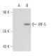 IRF-5 Antibody (10T1) - Western Blotting - Image 82466