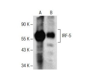 IRF-5 Antibody (D-10) - Western Blotting - Image 287862 