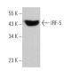 IRF-5 Antibody (D-10) - Western Blotting - Image 361882
