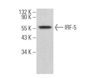IRF-5 Antibody (C-6) - Western Blotting - Image 361906Each CRISPR/Cas9 Knockout (KO) Plasmid product consists of a pool of 3 plasmids designed to ensure identification and cleavage of a specific gene for maximum knockout efficiency. Each plasmid encodes a unique 20 nt sequence derived from the GeCKO (v2) library.