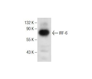 IRF-6 Antibody (F-12) - Western Blotting - Image 260715 