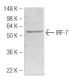 IRF-7 Antibody (3D9) - Western Blotting - Image 47898