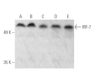 western blotting image from recommended IRF-7 (G-8) monoclonal antibody replacement. Image 389896