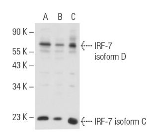 IRF-7 Antibody (F-1) - Western Blotting - Image 17030 