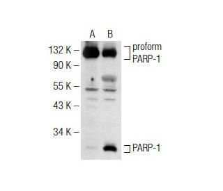 Irinotecan hydrochloride trihydrate: sc-202186. Western blot analysis of cleaved PARP-1 expression in untreated (A) and Ir