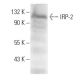 IRP-2 Antibody (14F7) - Western Blotting - Image 10905