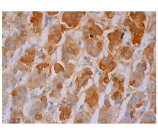 IRP-2 Antibody (7H6) - Immunohistochemistry - Image 287068 