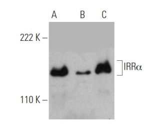 IRR&alpha; Antibody (D-3) - Western Blotting - Image 371035 
