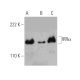 IRRα Antibody (D-3) - Western Blotting - Image 371035 