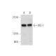 western blotting image from recommended IRS-1 (H-7) monoclonal antibody replacement. Image 333720