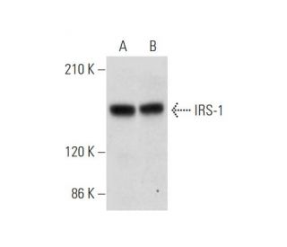 western blotting image from recommended IRS-1 (H-7) monoclonal antibody replacement. Image 333720