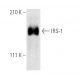 IRS-1 Antibody (E-12) - Western Blotting - Image 3100 