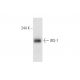 IRS-1 Antibody (E-12) - Western Blotting - Image 67769