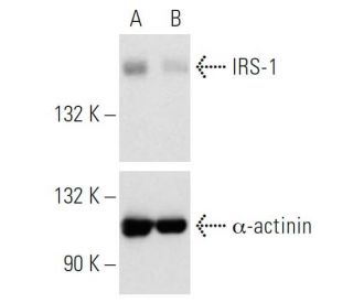 IRS-1 siRNA (h): sc-29376. Western blot analysis of IRS-1 expression in non-transfected control (A) and IRS-1 siRNA transf 