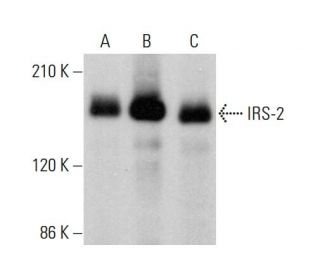 IRS-2 Antibody (B-5) - Western Blotting - Image 379850 