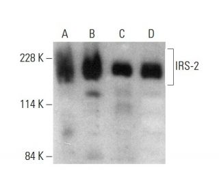 western blotting image from recommended IRS-2 (B-5) monoclonal antibody replacement. Image 376846