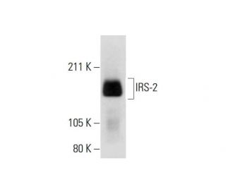 IRS-2 Antibody (B-5) - Western Blotting - Image 289991 