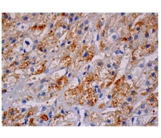 IRS-4 Antibody (C-1) - Immunohistochemistry - Image 350224 
