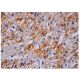 IRS-4 Antibody (C-1) - Immunohistochemistry - Image 350224 