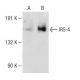 IRS-4 Antibody (C-1) - Western Blotting - Image 147813 