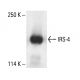IRS-4 Antibody (C-1) - Western Blotting - Image 411737