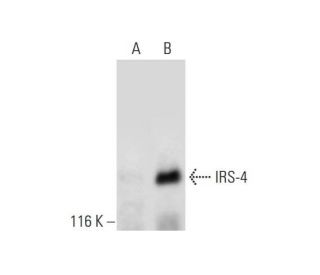 IRS-4 Antibody (C-4) - Western Blotting - Image 292967 