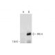 IRS-4 Antibody (C-4) - Western Blotting - Image 292967 