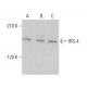 IRS-4 Antibody (C-4) - Western Blotting - Image 381826