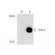IRS-4 Antibody (RI-7) - Western Blotting - Image 135787