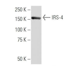 IRS-4 Antibody (RI-7) - Western Blotting - Image 34226 