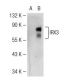 IRX3 Antibody (F-8) - Western Blotting - Image 109515