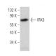 IRX3 Antibody (F-8) - Western Blotting - Image 374703 