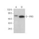 IRX3 Antibody (F-8) - Western Blotting - Image 379952 