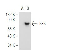 れんページ irx3-antibody-g-6-western-