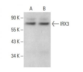IRX3 Antibody (G-6) - Western Blotting - Image 375484 