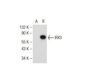 IRX3 Antibody (G-6) - Western Blotting - Image 126631