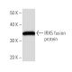 IRX5 Antibody (IRX5C10G5) - Western Blotting - Image 16862