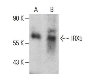 IRX5 Antibody (IRX5C10G5) - Western Blotting - Image 384236 