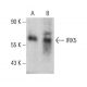 IRX5 Antibody (IRX5C10G5) - Western Blotting - Image 384236 