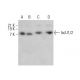 IscU1/2 Antibody (B-12) - Western Blotting - Image 379884 