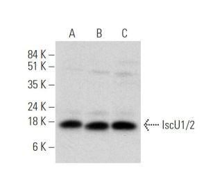 western blotting image from recommended IscU1/2 (D-6) monoclonal antibody replacement. Image 319576