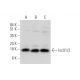 western blotting image from recommended IscU1/2 (D-6) monoclonal antibody replacement. Image 319576
