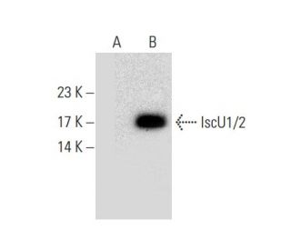 IscU1/2 Antibody (B-12) - Western Blotting - Image 133399