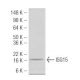 ISG15 Antibody (3E5) - Western Blotting - Image 47926 