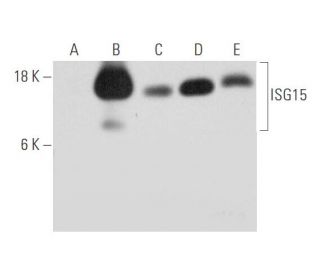 ISG15 Antibody (A-4) - Western Blotting - Image 333643 