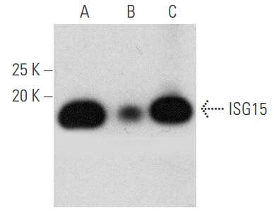 (◜○◝ )さま専用 ISG15 Antibody (A-5) | SCBT - Santa Cruz Biotechnology