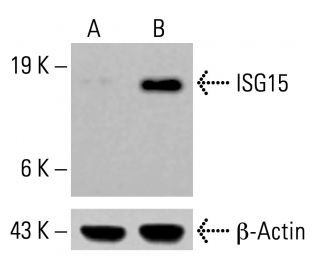 スキャンバトラーズ ISG15抗体(A-5) | SCBT - Santa Cruz Biotechnology