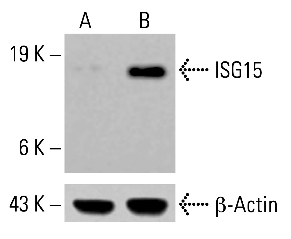 ISG15 Antibody (A-5) | SCBT - Santa Cruz Biotechnology
