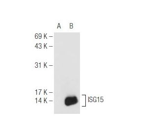 ISG15 Antibody (F-9) | SCBT - Santa Cruz Biotechnology