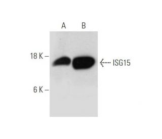 ISG15 Antibody (F-9) | SCBT - Santa Cruz Biotechnology